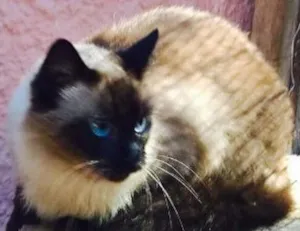 Gato raça Siamês idade  nome Cherrie