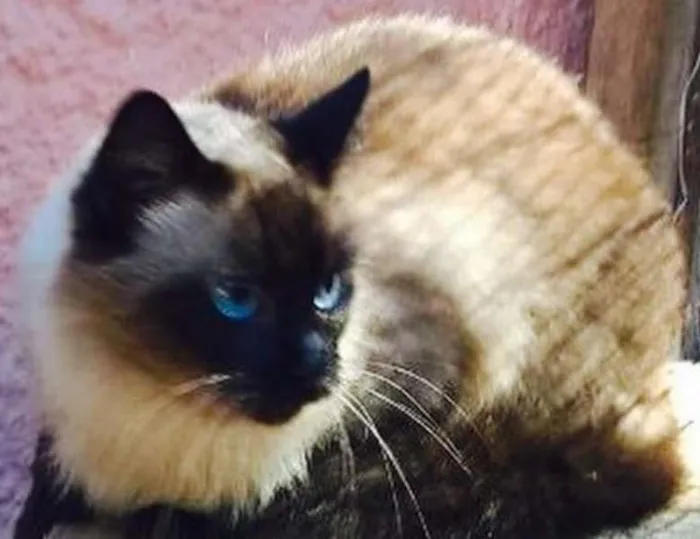 Gato ra a Siamês idade  nome Cherrie