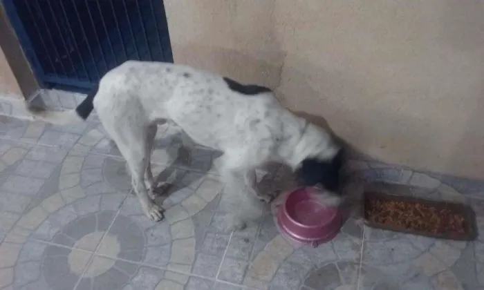 Cachorro raça SRD idade 7 a 11 meses nome Sem nome