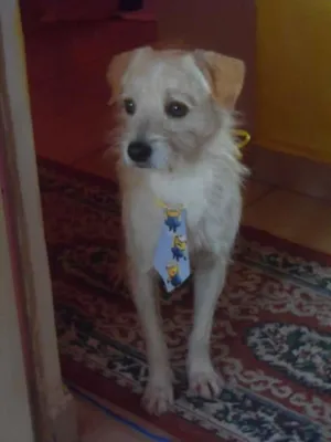 Cachorro raça srd idade 1 ano nome bingo