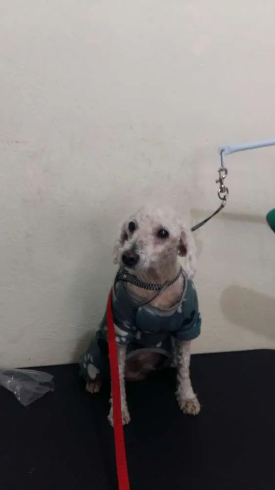 Cachorro ra a podlle idade 3 anos nome puhl