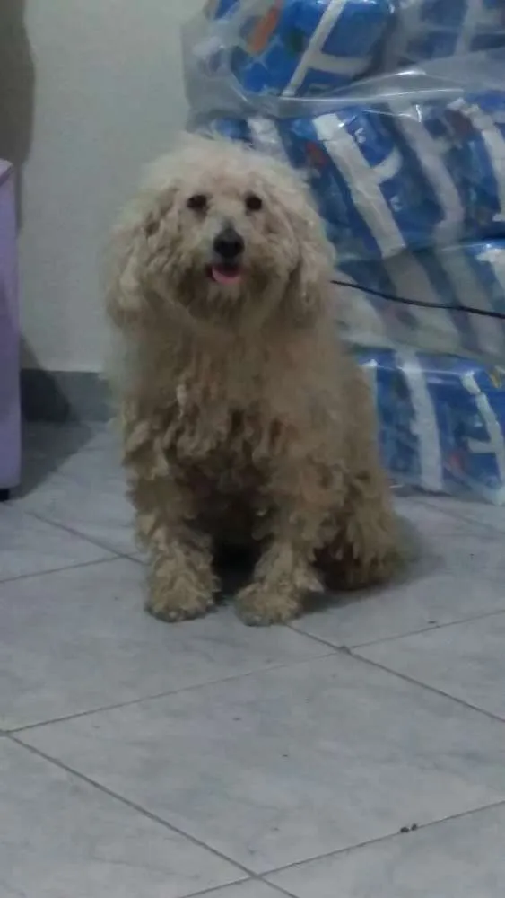 Cachorro ra a podlle idade 3 anos nome puhl