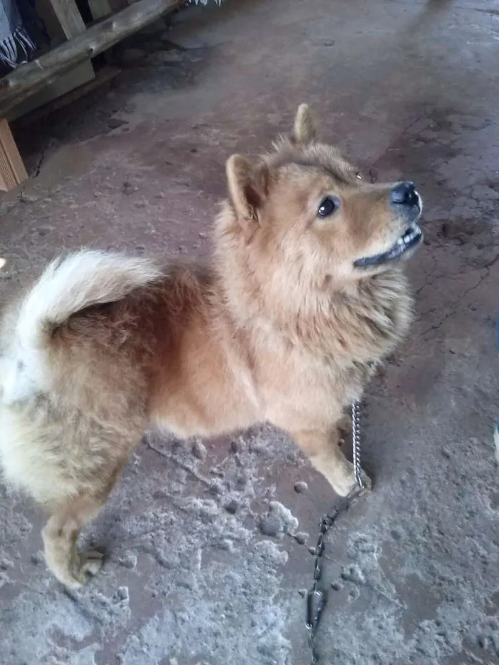 Cachorro ra a Chow Chow idade 1 ano nome Gorda