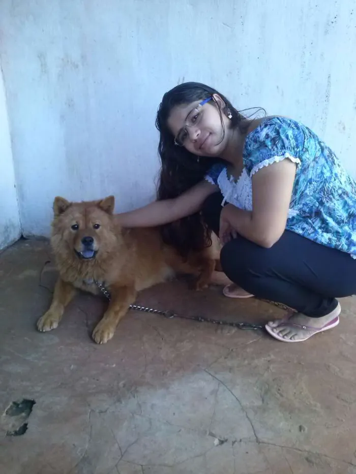 Cachorro ra a Chow Chow idade 1 ano nome Gorda