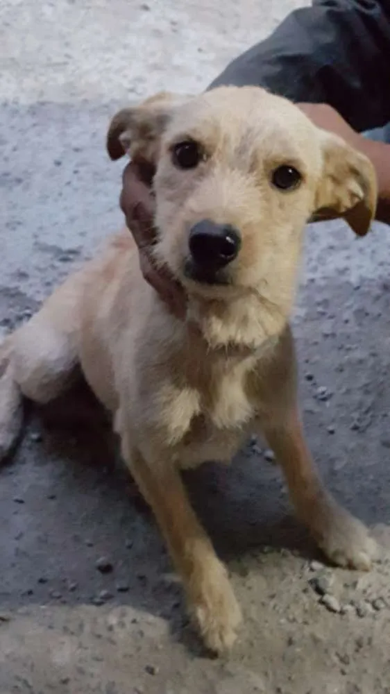Cachorro ra a SRD idade 1 ano nome TEKA