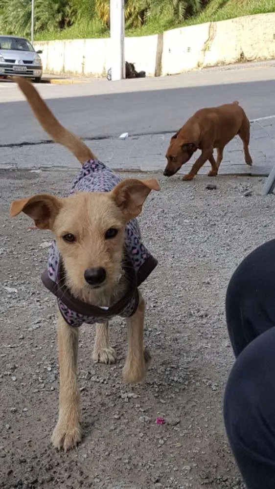 Cachorro ra a SRD idade 1 ano nome TEKA