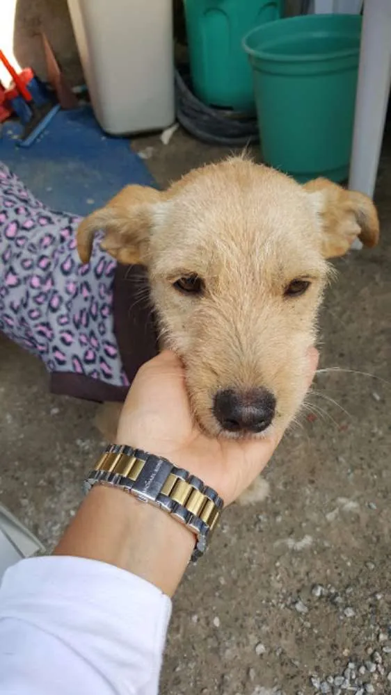 Cachorro ra a SRD idade 1 ano nome TEKA