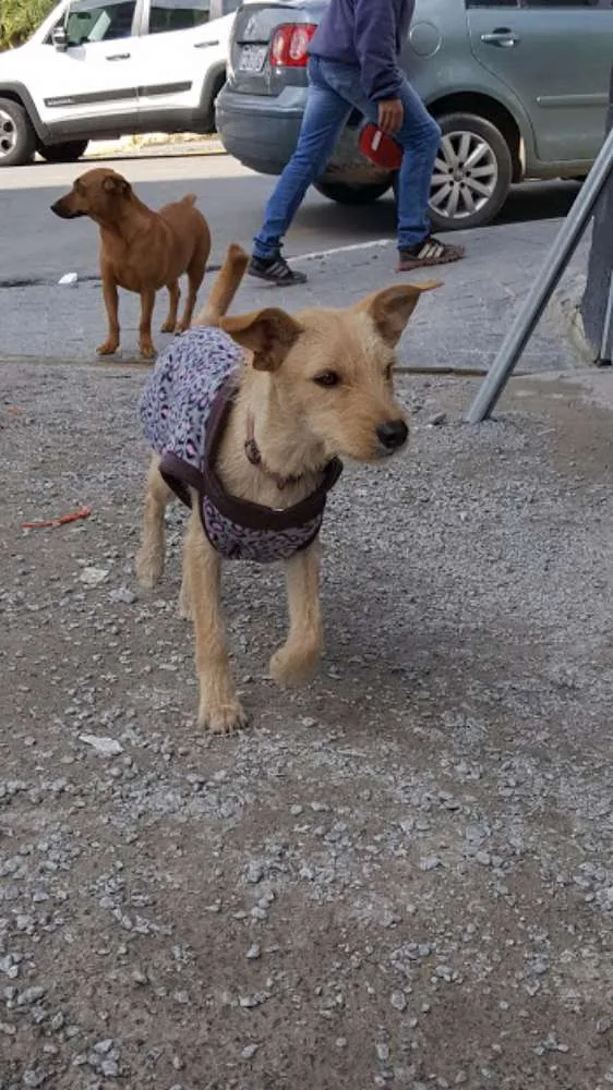 Cachorro ra a SRD idade 1 ano nome TEKA