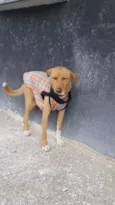 TEKO