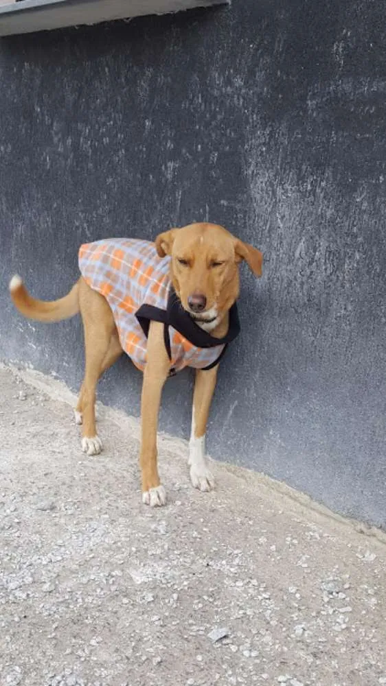 Cachorro ra a SRD idade 2 anos nome TEKO