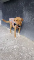 TEKO