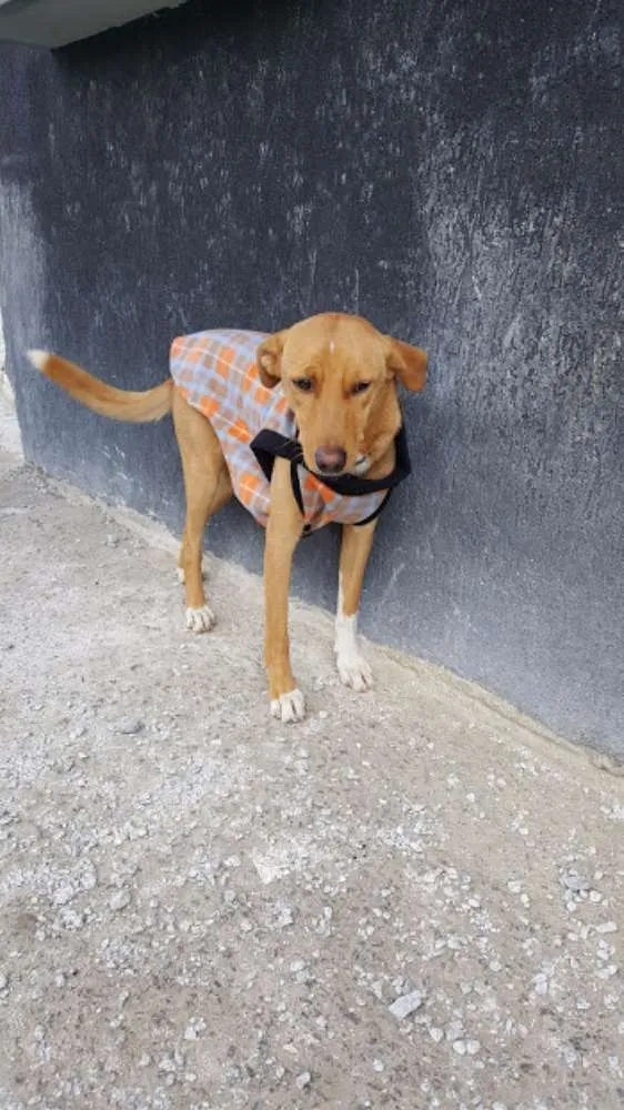 Cachorro ra a SRD idade 2 anos nome TEKO