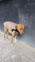 TEKO