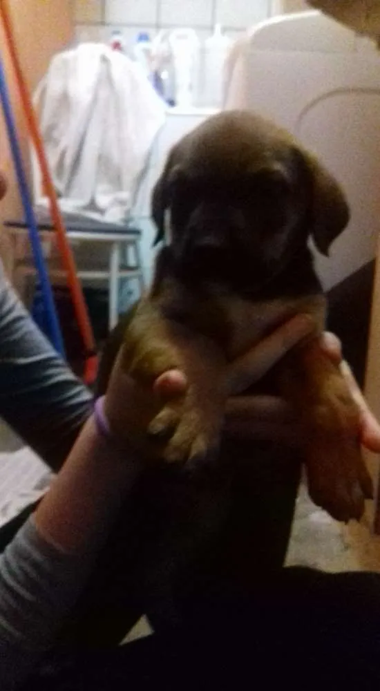 Cachorro ra a SRD idade Abaixo de 2 meses nome Sem Nome