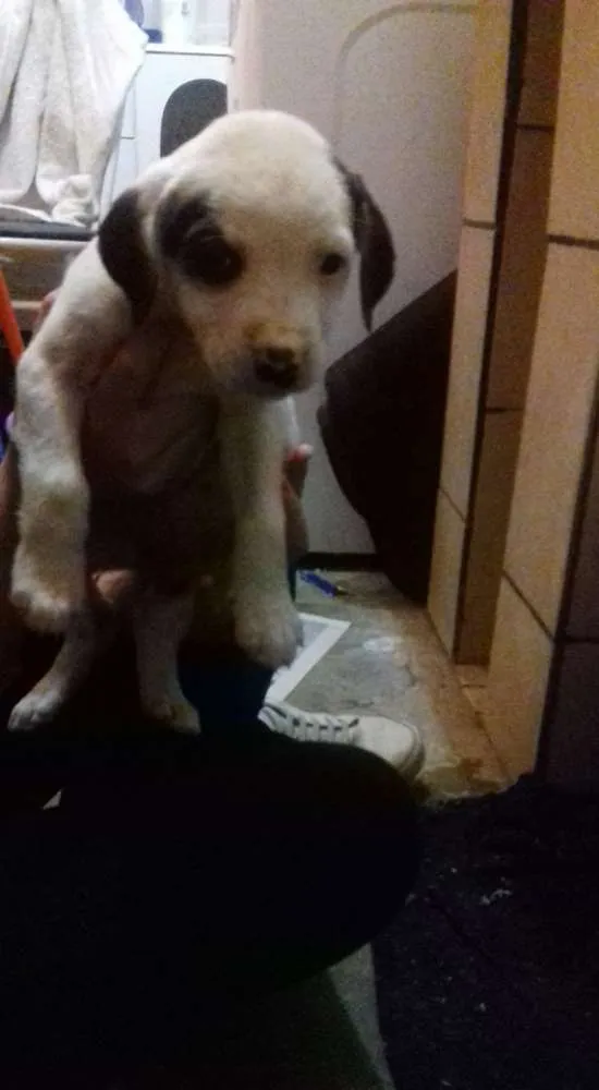 Cachorro ra a SRD idade Abaixo de 2 meses nome Sem Nome