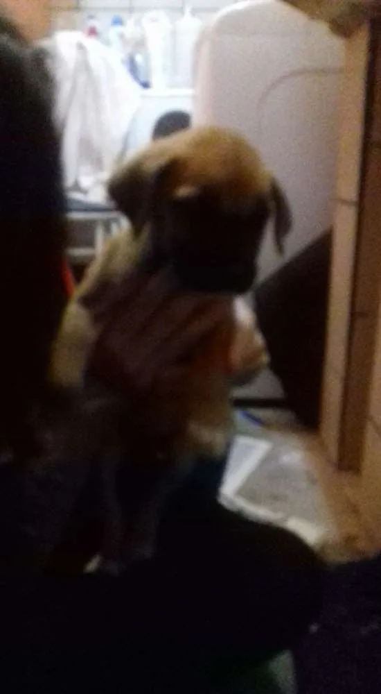 Cachorro ra a SRD idade Abaixo de 2 meses nome Sem Nome