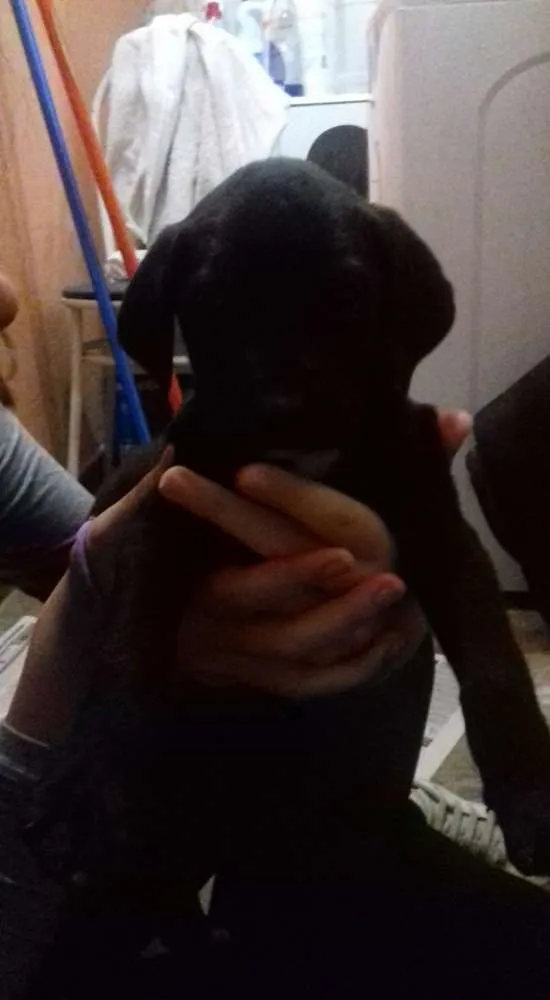 Cachorro ra a SRD idade Abaixo de 2 meses nome Sem Nome