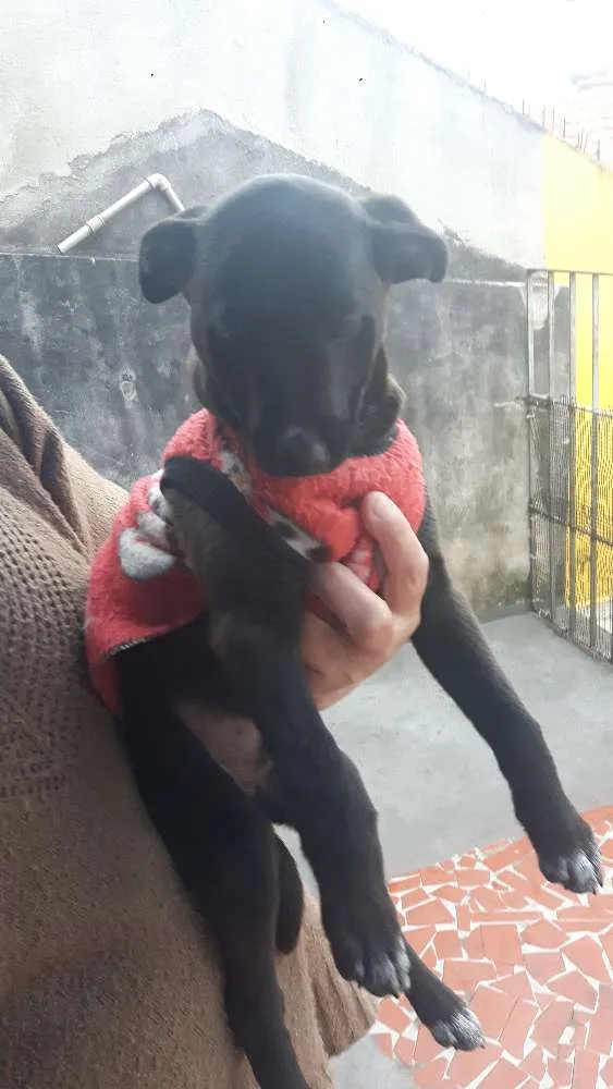 Cachorro ra a SRD idade 2 a 6 meses nome Fumaca\dengoso