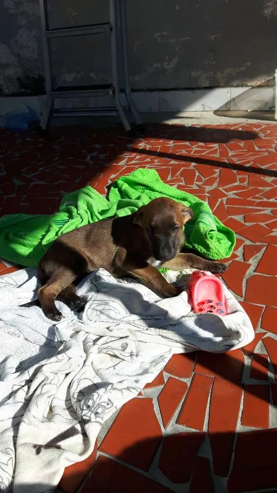 Cachorro ra a SRD idade 2 a 6 meses nome Fumaca\dengoso
