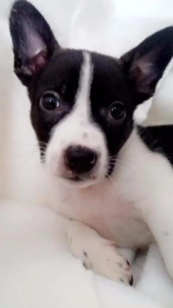 Cachorro ra a SRD idade Abaixo de 2 meses nome Flocos 