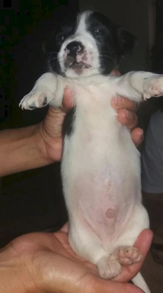 Cachorro ra a SRD idade Abaixo de 2 meses nome Flocos 