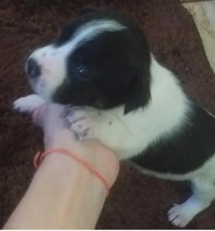 Cachorro ra a SRD idade Abaixo de 2 meses nome Flocos 