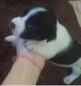 Flocos