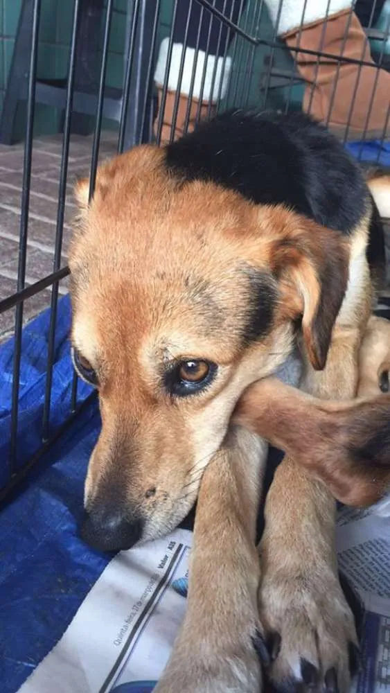 Cachorro ra a SRD idade 2 a 6 meses nome filhotes