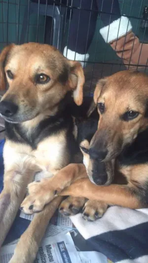 Cachorro raça SRD idade 2 a 6 meses nome filhotes