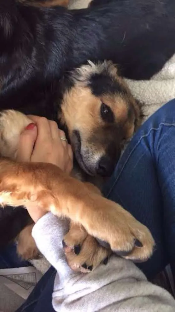 Cachorro ra a SRD idade 2 a 6 meses nome filhotes