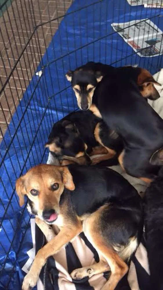 Cachorro ra a SRD idade 2 a 6 meses nome filhotes