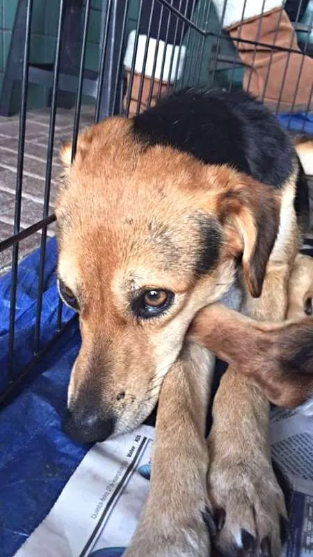 Cachorro ra a SRD idade 2 a 6 meses nome filhotes