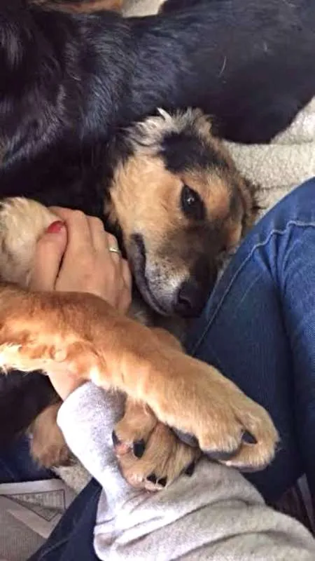 Cachorro ra a SRD idade 2 a 6 meses nome filhotes