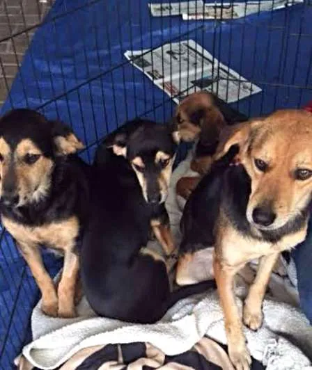 Cachorro ra a SRD idade 2 a 6 meses nome filhotes
