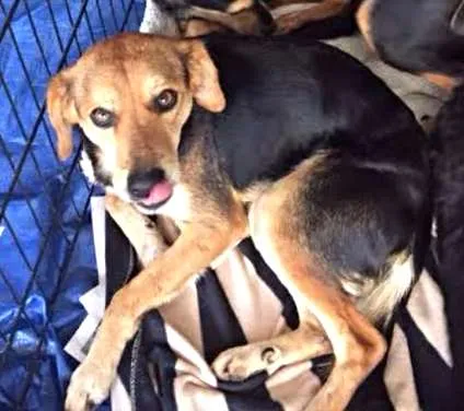 Cachorro ra a SRD idade 2 a 6 meses nome filhotes