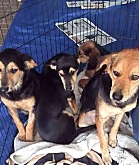 Cachorro ra a SRD idade 2 a 6 meses nome filhotes