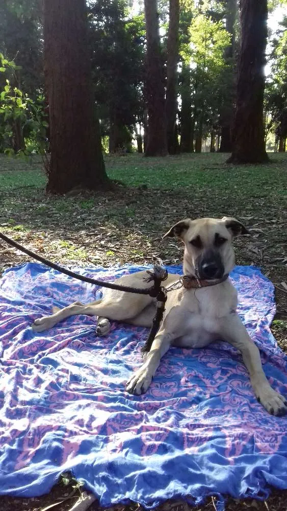 Cachorro ra a SRD idade 7 a 11 meses nome Frida
