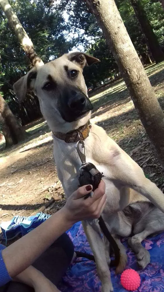 Cachorro ra a SRD idade 7 a 11 meses nome Frida