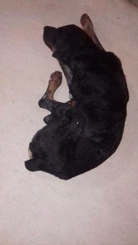 Cachorro ra a rottweiler idade 2 anos nome Darius