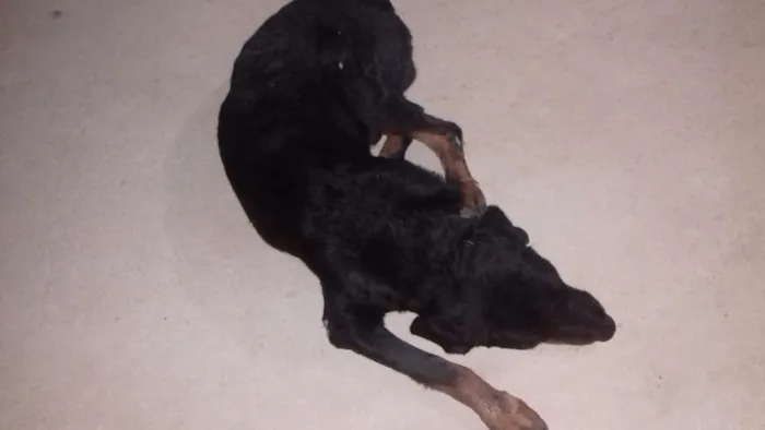 Cachorro ra a rottweiler idade 2 anos nome Darius