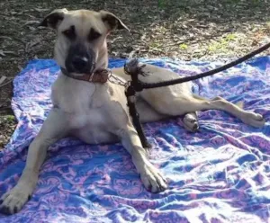 Cachorro raça SRD idade 7 a 11 meses nome Frida