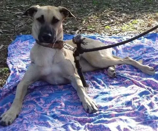 Cachorro ra a SRD idade 7 a 11 meses nome Frida