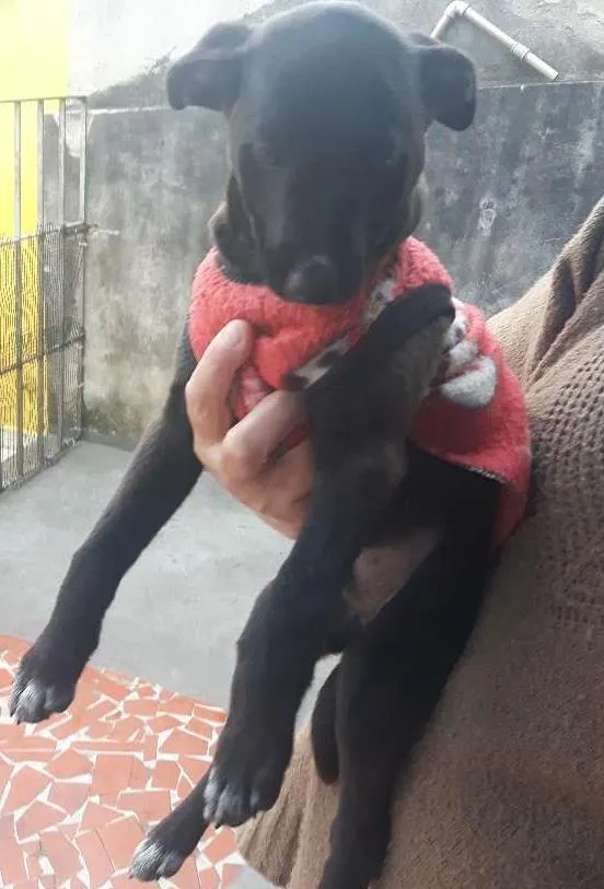 Cachorro ra a SRD idade 2 a 6 meses nome Fumaca\dengoso