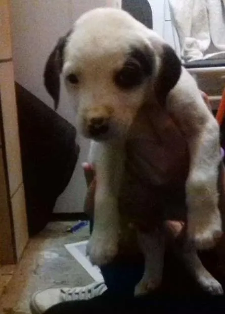 Cachorro ra a SRD idade Abaixo de 2 meses nome Sem Nome
