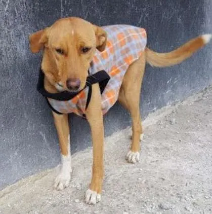 Cachorro ra a SRD idade 2 anos nome TEKO