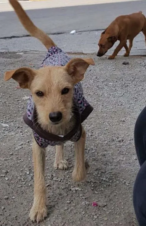 Cachorro ra a SRD idade 1 ano nome TEKA