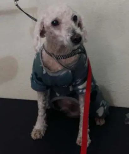 Cachorro ra a podlle idade 3 anos nome puhl