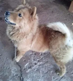 Cachorro raça Chow Chow idade 1 ano nome Gorda