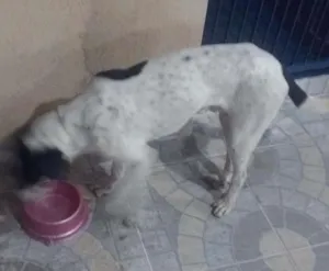 Cachorro raça SRD idade 7 a 11 meses nome Sem nome