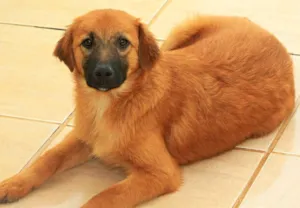 Cachorro raça  idade 2 a 6 meses nome Cacau Filhote